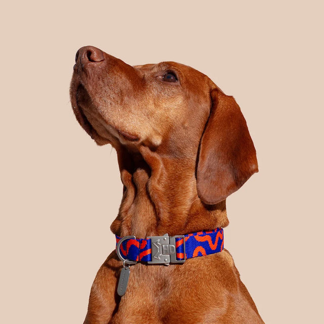 HOT DOGGIES Hundehalsband, Rocky Electric Hundehalsband