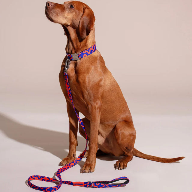 HOT DOGGIES Hundehalsband, Rocky Electric Hundehalsband