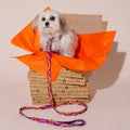 HOT DOGGIES Hundeleine Klassik, Bonny Plum Hundeleine