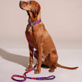 HOT DOGGIES Hundeleine Klassik, Rocky Electric Hundeleine