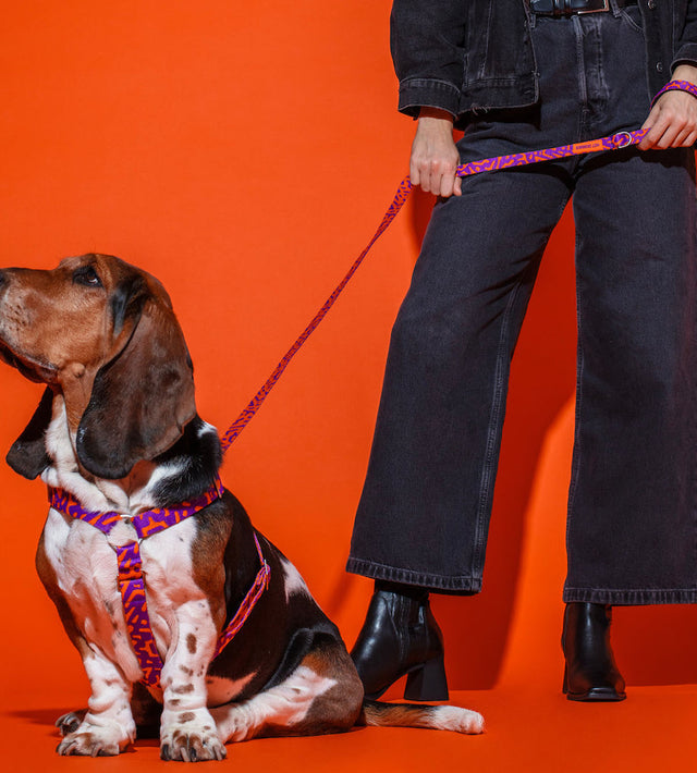 Hundegeschirr, Poppy Sunrise