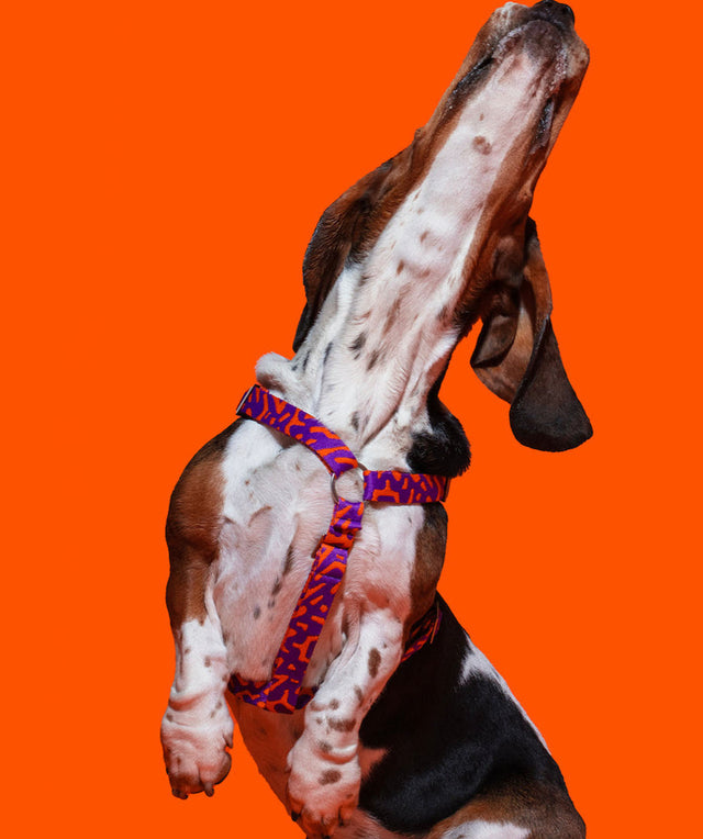 Hundegeschirr, Poppy Sunrise