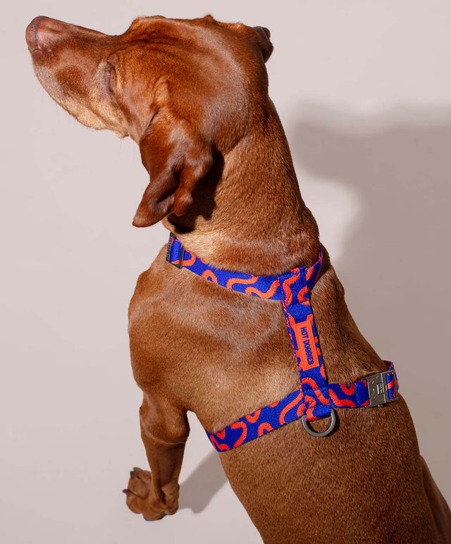 Hundegeschirr, Rocky Electric
