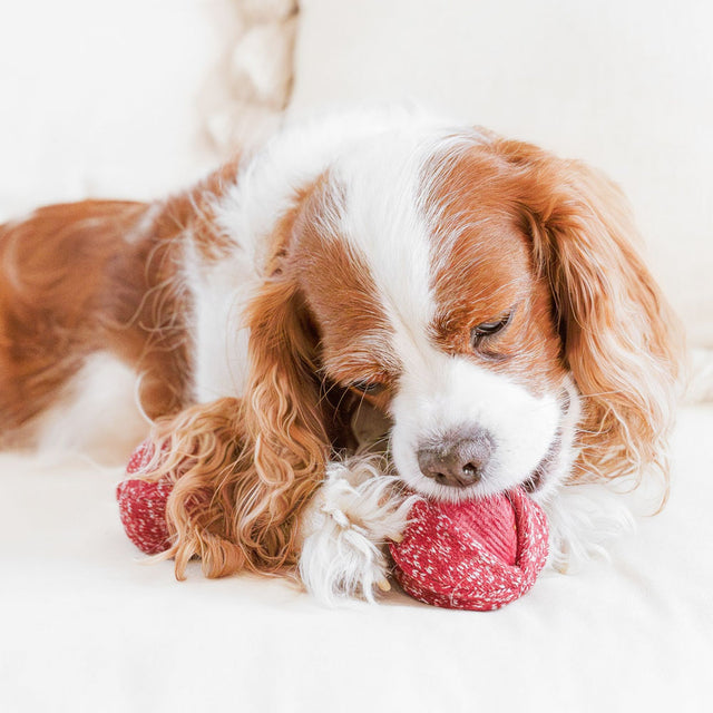 Lambwolf Collective Schnüffelspielzeug CHERRY POP Interaktiv