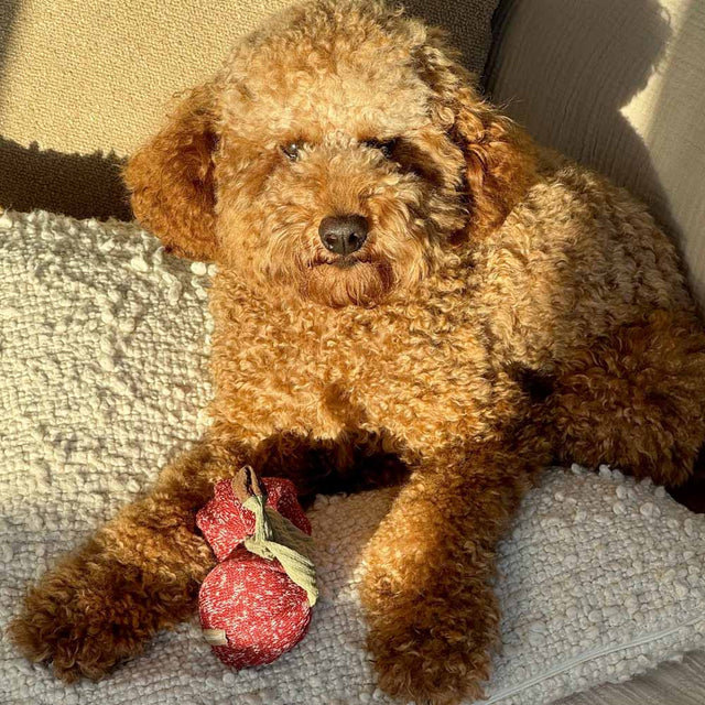 Lambwolf Collective Schnüffelspielzeug CHERRY POP Interaktiv