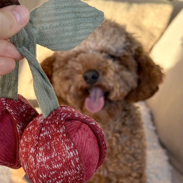Lambwolf Collective Schnüffelspielzeug CHERRY POP Interaktiv