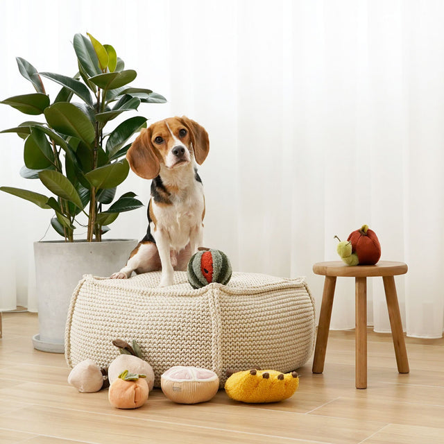 Lambwolf Collective Schnüffelspielzeug GRAPEFRUIT Interaktiv