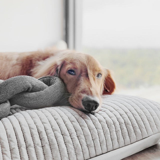 Lambwolf Collective Schnüffelspielzeug NOU Charcoal, mit Knistereffekt Interaktiv