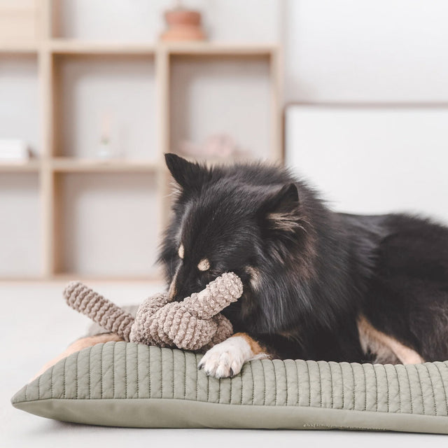 Lambwolf Collective Schnüffelspielzeug NOU Taupe Interaktiv