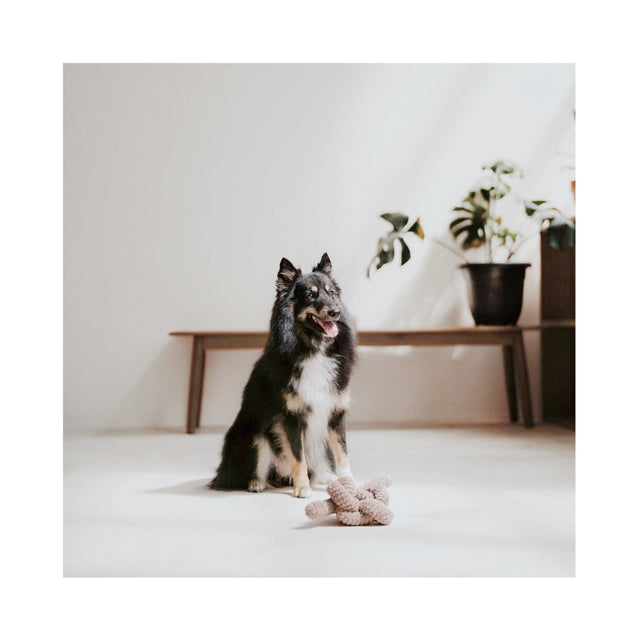 Lambwolf Collective Schnüffelspielzeug NOU Taupe Interaktiv