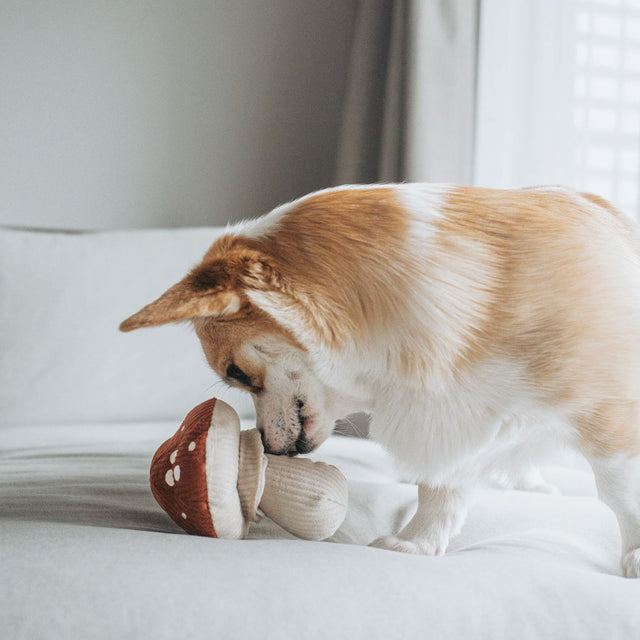 Lambwolf Collective Schnüffelspielzeug SHROOM Fliegenpilz Interaktiv