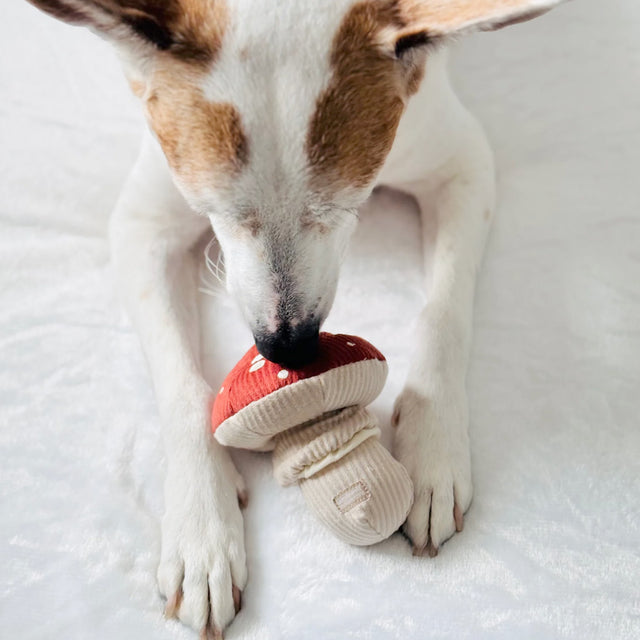 Lambwolf Collective Schnüffelspielzeug SHROOM Fliegenpilz Interaktiv