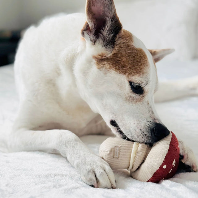 Lambwolf Collective Schnüffelspielzeug SHROOM Fliegenpilz Interaktiv
