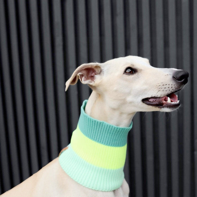 lumiies The Glow Loop, Neon Matcha Hundehalstücher
