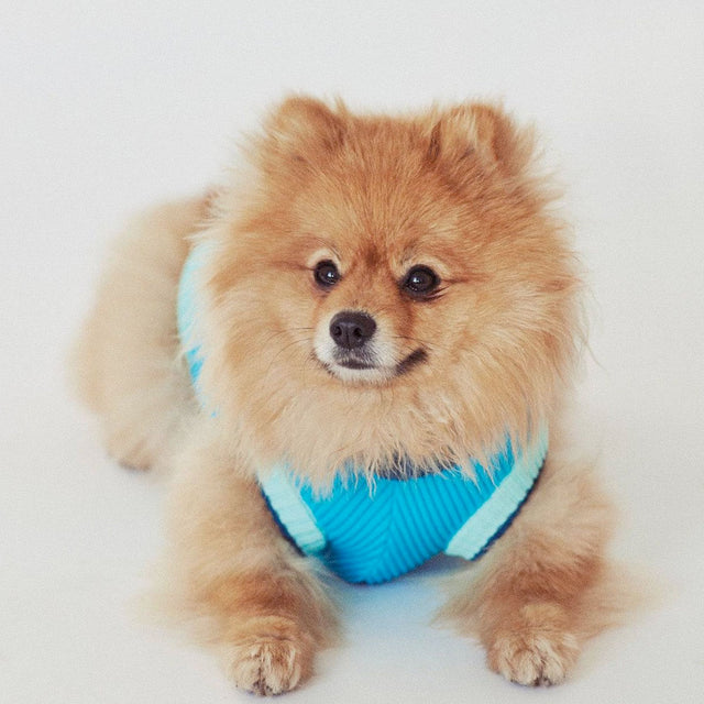 lumiies Hundepullover, The Glow Jumper - Crystal Sky Hundepullover