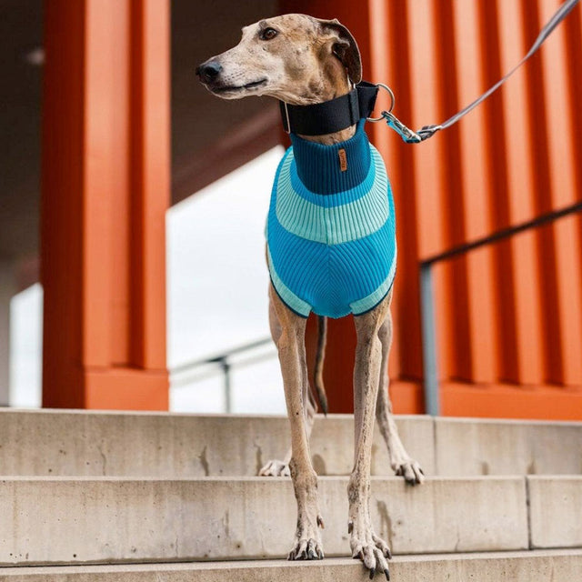 lumiies Hundepullover, The Glow Jumper - Crystal Sky Hundepullover