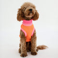 lumiies Hundepullover, The Glow Jumper - Sunny Tangerine Hundepullover