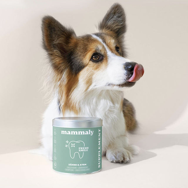 Mammaly Fresh Smile Zahnpflege-Snacks Nahrungsergänzungsmittel für Hunde
