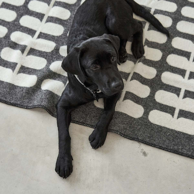 MiaCara Hundedecke Flora, Anthrazit/Natur Hundedecke