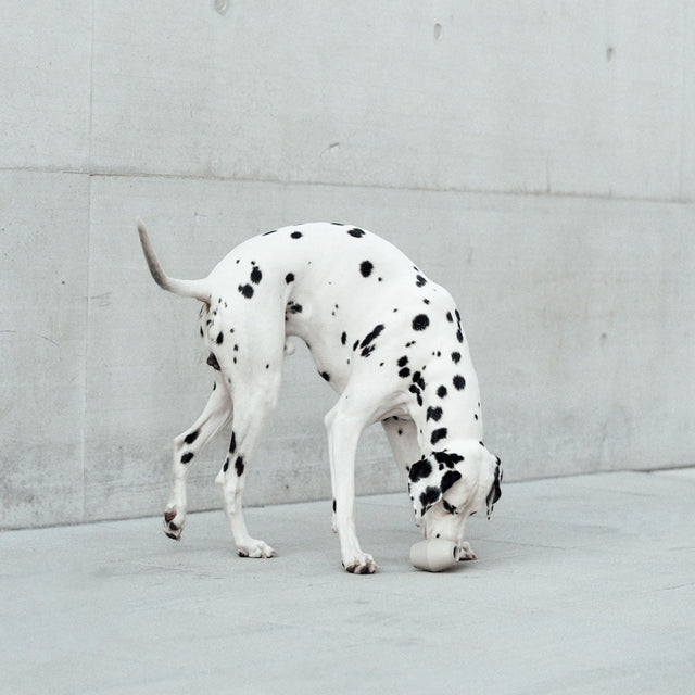 MiaCara Beschäftigungsspielzeug Cono, Greige Interaktiv