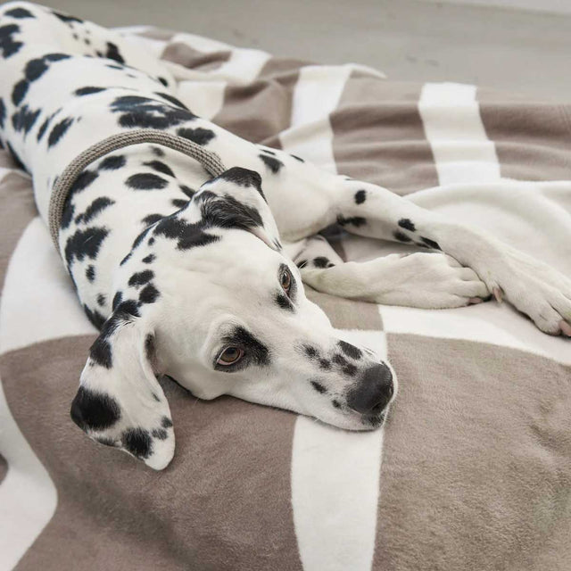 MiaCara Hundedecke Blocco, Taupe Hundedecke