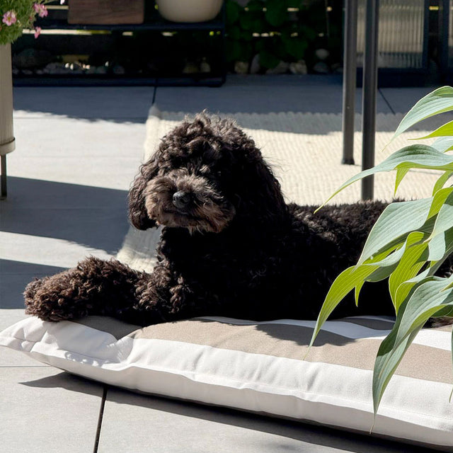 MiaCara Hundekissen Giardino, Off-White/Taupe Hundekissen