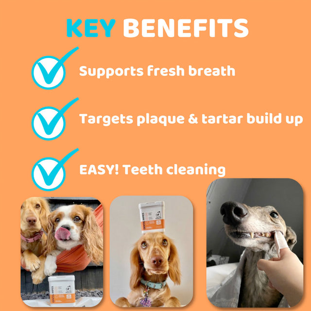 OurDogsLife Dental Wipes, Fingerlinge zur Zahnreinigung Zahnpflege für Hunde