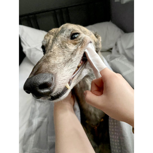 OurDogsLife Dental Wipes, Fingerlinge zur Zahnreinigung Zahnpflege für Hunde