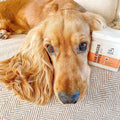 OurDogsLife Ear Wipes Aloe Vera, 50 Stück Ohrenpflege