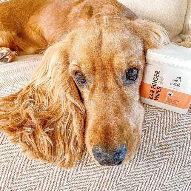 OurDogsLife Ear Wipes Aloe Vera, 50 Stück Ohrenpflege