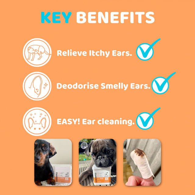 OurDogsLife Ear Wipes Aloe Vera, 50 Stück Ohrenpflege