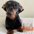OurDogsLife Ear Wipes Aloe Vera, 50 Stück Ohrenpflege