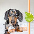 OurDogsLife Paw & Nose Balm, schützt Nase und Pfoten Pfotenpflege