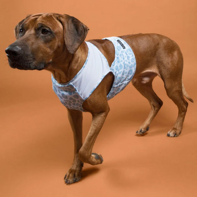 PAIKKA Hunde-Kühlweste, Snow Leo Kühlweste