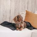 PAIKKA Hundedecke Recovery Blanket Hundedecke