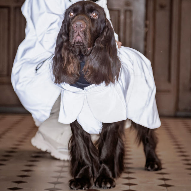 PAIKKA Visibility Hunderegenmantel, Lite Taupe Hunderegenmantel