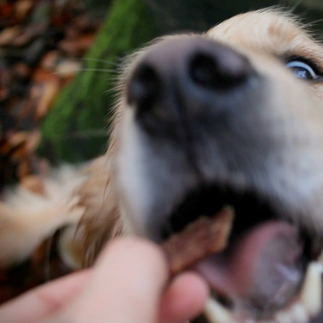 Pala Hundeleckerli Chicken Treats, 100g