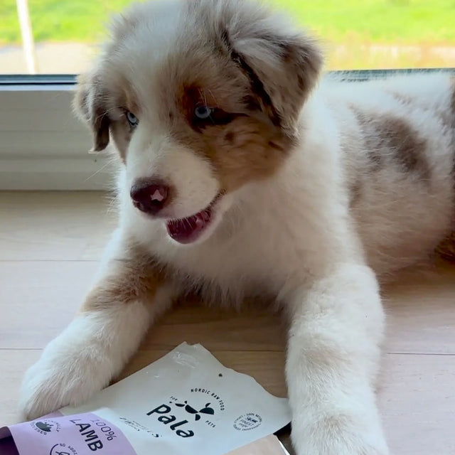 Pala Hundeleckerli Lamb Treats, 100g