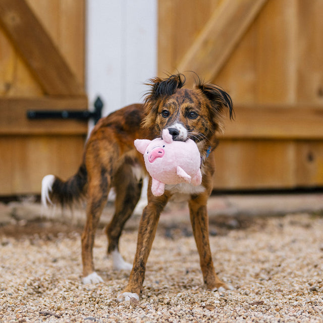 P.L.A.Y. Hundespielzeug, Paul the Pig Stoffspielzeug