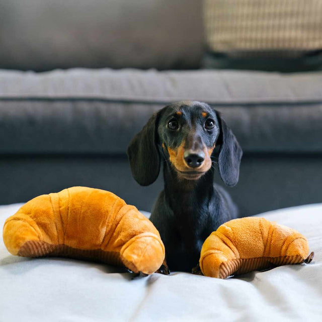 P.L.A.Y. Hundespielzeug, Pup’s Pastry Stoffspielzeug