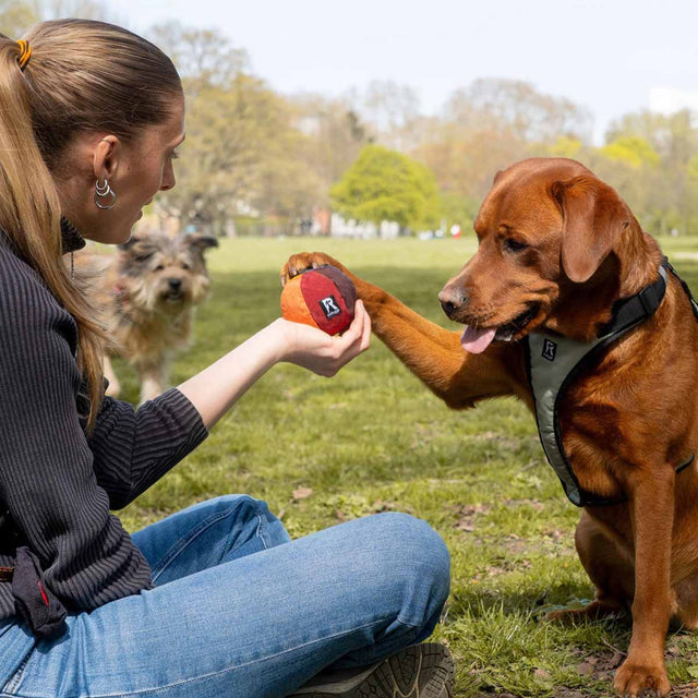 Redoggo Hundespielzeug Ball, Bunt Stoffspielzeug