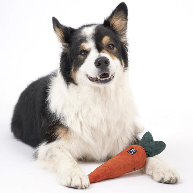Redoggo Hundespielzeug Karotte Interaktiv