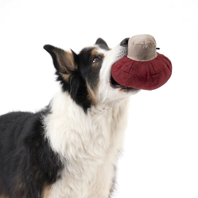 Redoggo Hundespielzeug Pilz Interaktiv