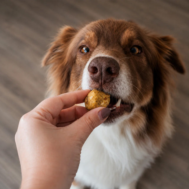 SmoothieDog Smoothie Bites, gefriergetrockneter Snack, Huhn Fleischsnacks