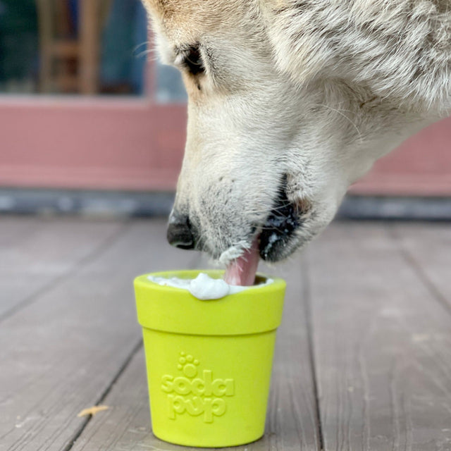 Sodapup Leckerlispender Flower Pot, Orange Interaktiv