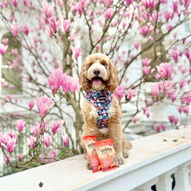 Soopa Hundekekse, Mango & Himbeere Hundekeks