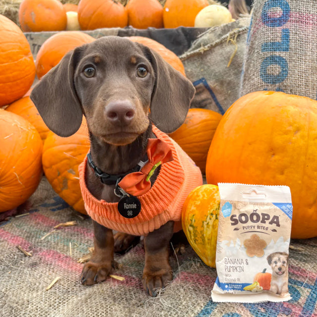 Puppy Bites, Banane & Kürbis