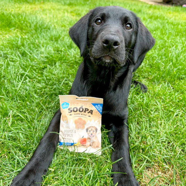 Soopa Hundekekse Puppy Bites, Banane & Kürbis Hundekeks