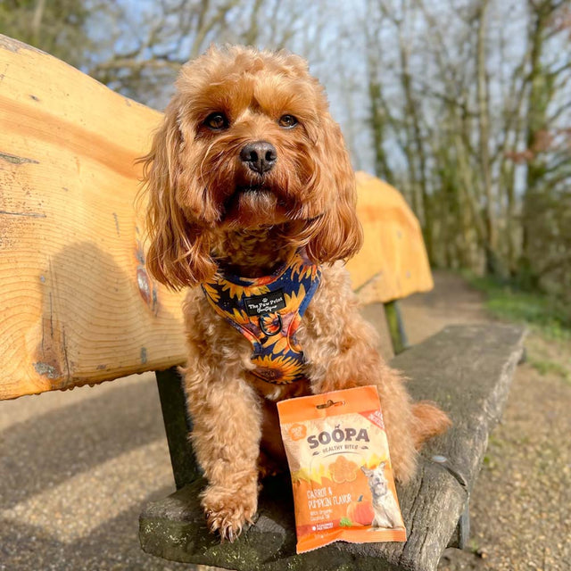 Soopa Hundekekse Healthy Bites, Karotte & Kürbis Hundeleckerli