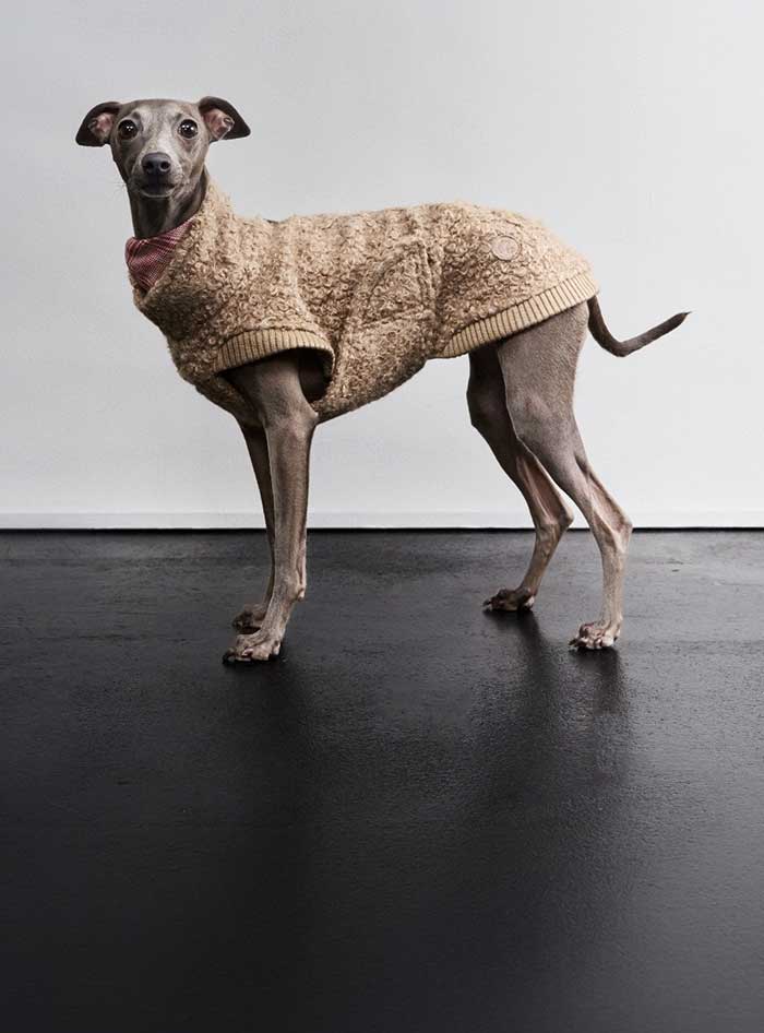 Hundebekleidung entdecken